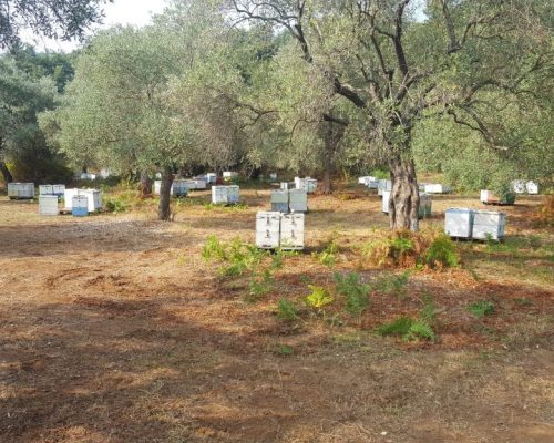 Εκμετάλλευση παραφυάδων ίδιας σεζόν στα πεύκα ( τρύγος )