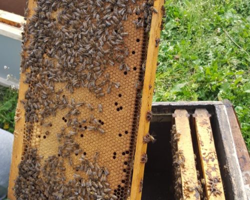 Η επιλογή και η βελτίωση των μελισσοσμηνών ξεκινά μέσα από το μελισσοκομείο μας ( β μέρος )