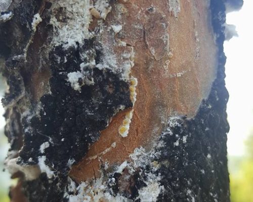 Ταυτόχρονη εκμετάλλευση παραφυάδων και ενίσχυση μελισσιών