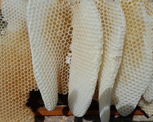 Η ανάγκη της διατήρησης των δυνατών μελισσιών!!!